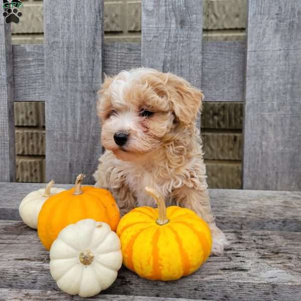 Carter, Havapoo Puppy